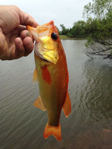 bass-orange4