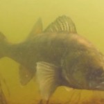 Vidéo: Les poissons de Biscarosse