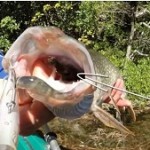 Vidéo: Pêche du brochet aux leurres dans les gorges du Verdon