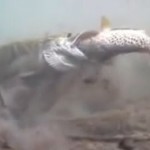 Vidéo: Un brochet mange une grosse truite