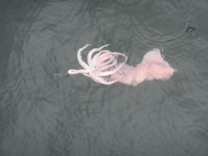calamar chalain