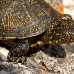 Ils vivent dans nos eaux: La tortue Cistude