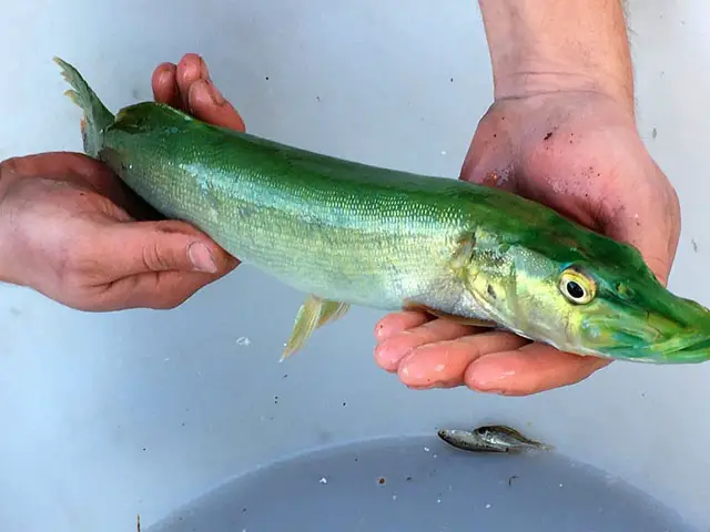 peche truite haut rhin