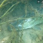 filfish3