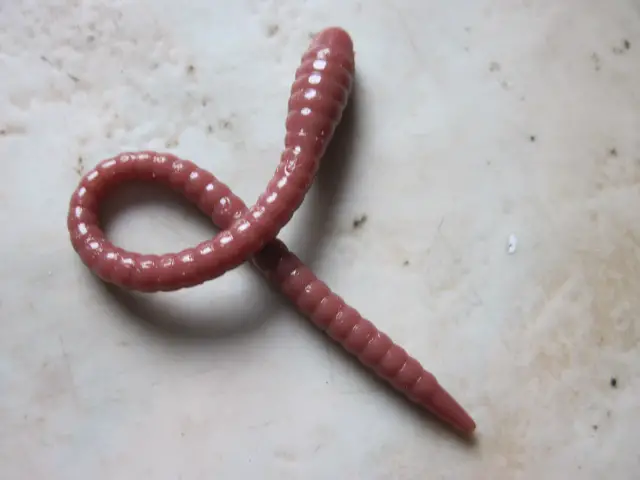 kiji worm nikko (3)
