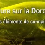 Vidéo: Etude silure sur la Dordogne