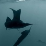 Vidéo: Une attaque de sailfish