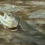 Vidéo: Histoires naturelles, l’ouverture de la truite en 1982 dans le Doubs