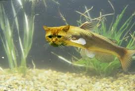 bassin poisson chat