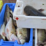 Pétitions contre les installations de pêcheurs pros