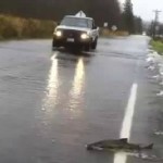 Vidéo: Les saumons traversent la route