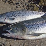 Le retour du saumon en Centre Est France, espoir ou gabegie ?