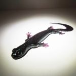 Un jour un leurre : Le 3D Lizard de Savage Gear