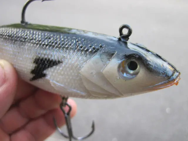 Giant tail Seeker Shad (1)