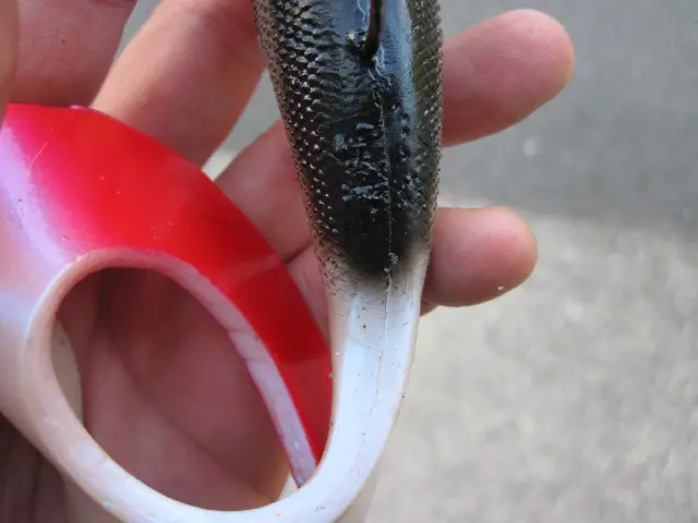 Giant tail Seeker Shad (3)