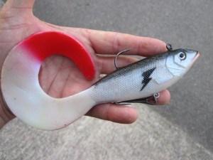 Giant tail Seeker Shad (5)