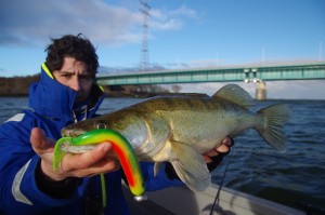 Sandre en vertical Spinning blank rainshadow 6" avec de tt petit tressautement