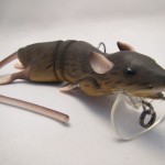 Un jour un leurre : Le 3D Rat de Savage Gear