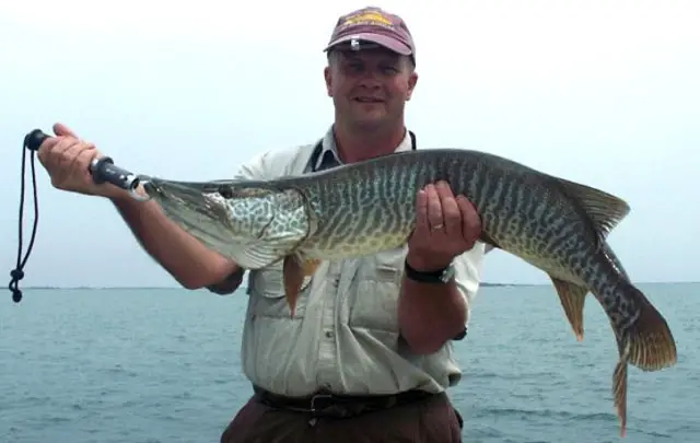 Jerry_Kunnath_with_rare_Lake_St._Clair_Tiger_musky_-closesmallpic-724x458
