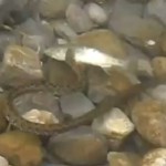 Vidéo: attaque d’une truite par une couleuvre