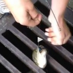 Vidéo: Pêche d’un bass dans une bouche d’égout