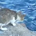 Vidéo: Le chat qui pêche