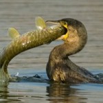 Le cormoran “chassable” en république Tchèque