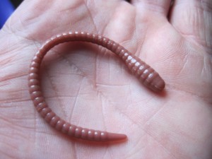 kiji worm nikko (2)