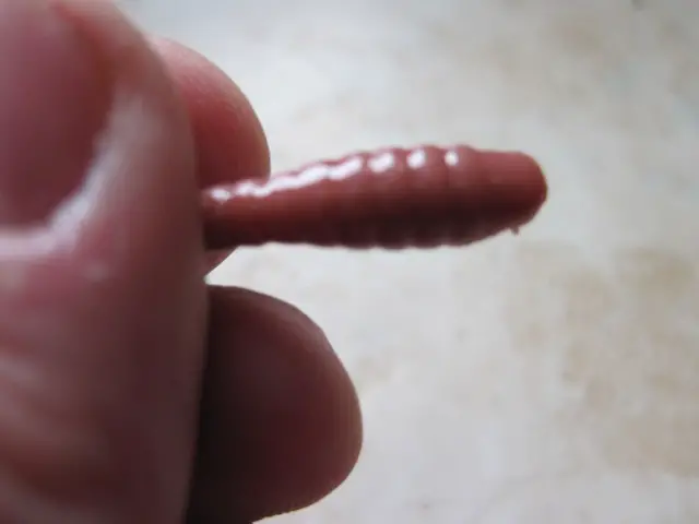 kiji worm nikko (4)