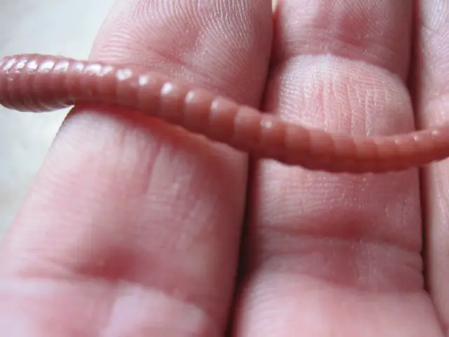 kiji worm nikko (5)