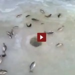 Vidéo: Partie de pêche facile