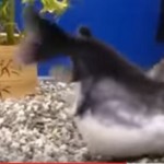 Vidéo: L’impressionnante voracité du poisson chat