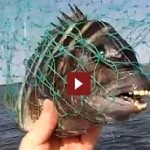 Vidéo: Un poisson avec des dents presques humaines