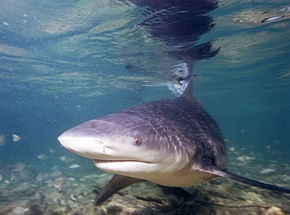 requin bouledogue, photo d'illustration