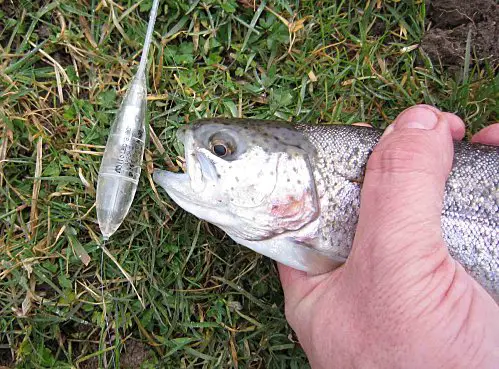 Techniques pêche à la truite en étang